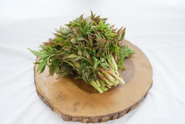 영월 동강애 고향밥상,2026년 봄나물 영특한 산채꾸러미 세트 동강애