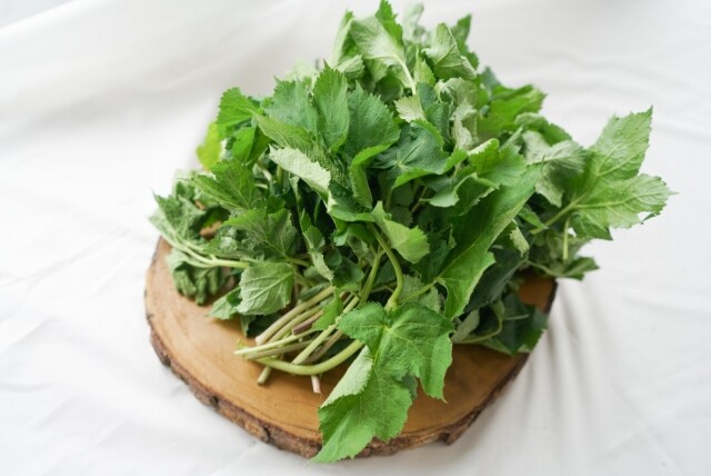 영월 동강애 고향밥상,2026년 봄나물 영특한 산채꾸러미 세트 동강애