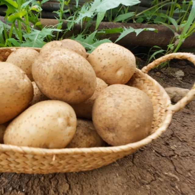 영월 동강애 고향밥상,2025 햇 두백감자 분감자 강원도 감자요리 10키로/20키로