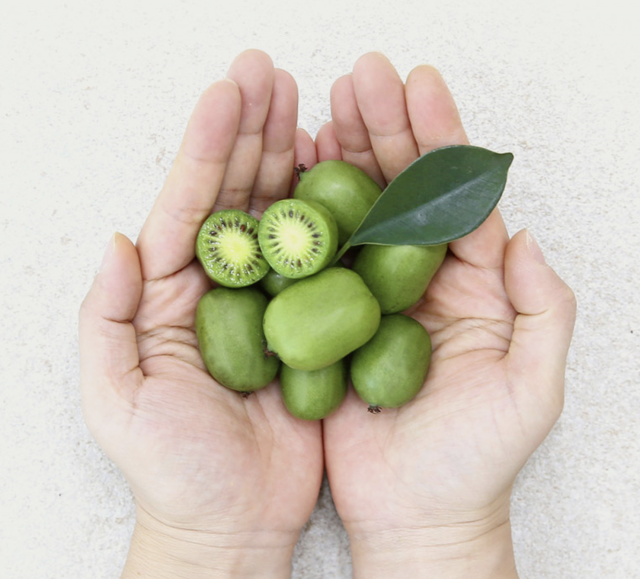 영월 동강애 고향밥상,대통령상 받은 토종다래 콜라겐 선물세트