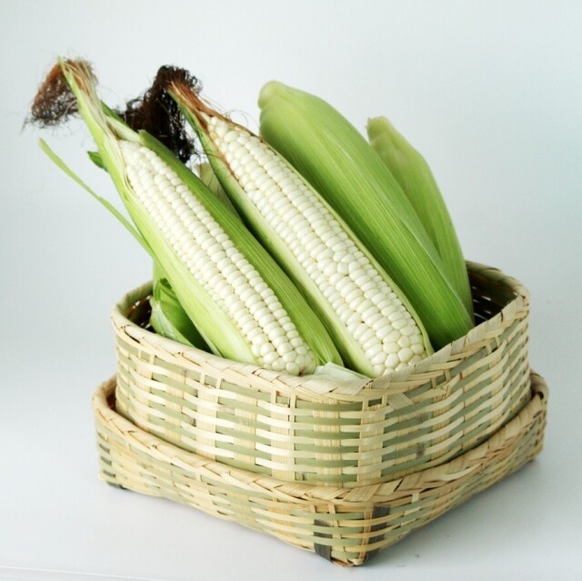 영월 동강애 고향밥상,영월 미백 찰옥수수 30개/50개 쫄깃하고 구수한 강원도 옥수수 쪄먹는 법