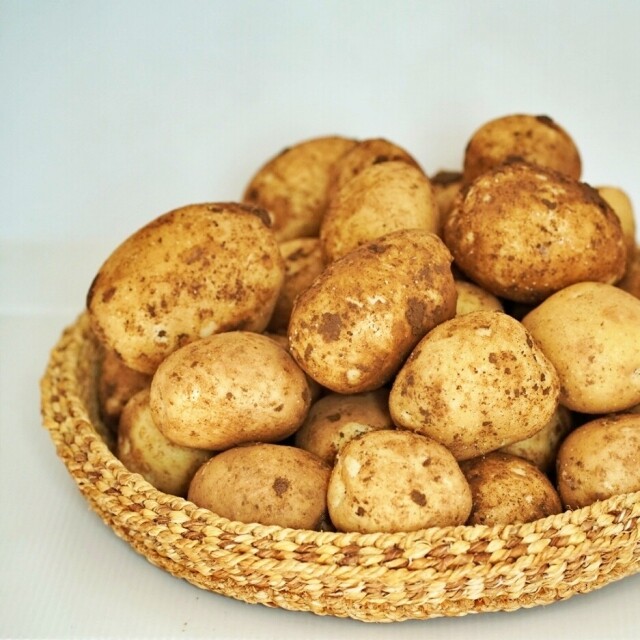 영월 동강애 고향밥상,2025 햇 두백감자 분감자 강원도 감자요리 10키로/20키로