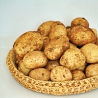 2025 햇 두백감자 분감자 강원도 감자요리 10키로/20키로