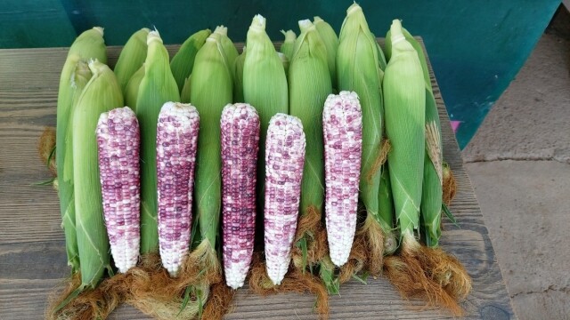 영월 동강애 고향밥상,영월 흑찰옥수수 30개/50개 (가을 옥수수는 사랑입니다)