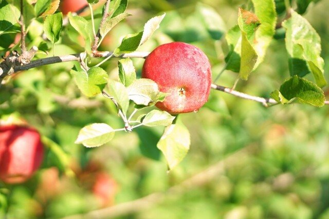 영월 동강애 고향밥상,영특한 영월 사과 3키로 - 부사 12과