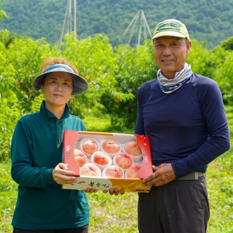 영월 동강애 고향밥상,영월 슬로시티 복숭아 황도/백도 3키로