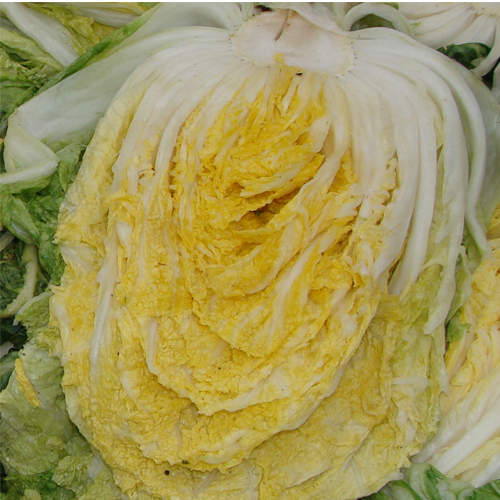 영월 동강애 고향밥상,영특한 절임배추 마당터 농장 영월 절임배추 20kg